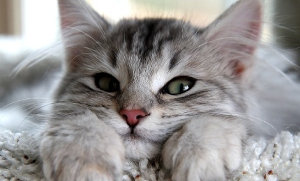 Обложка к новости "Кошки запоминают клички других питомцев, с которыми они знакомы"
