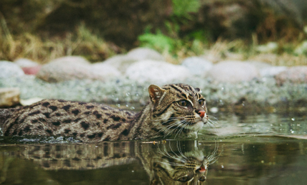 Обложка к новости "Ученые в Бразилии недавно описали новый вид южноамериканских кошек — дымчатую тигровую кошку"